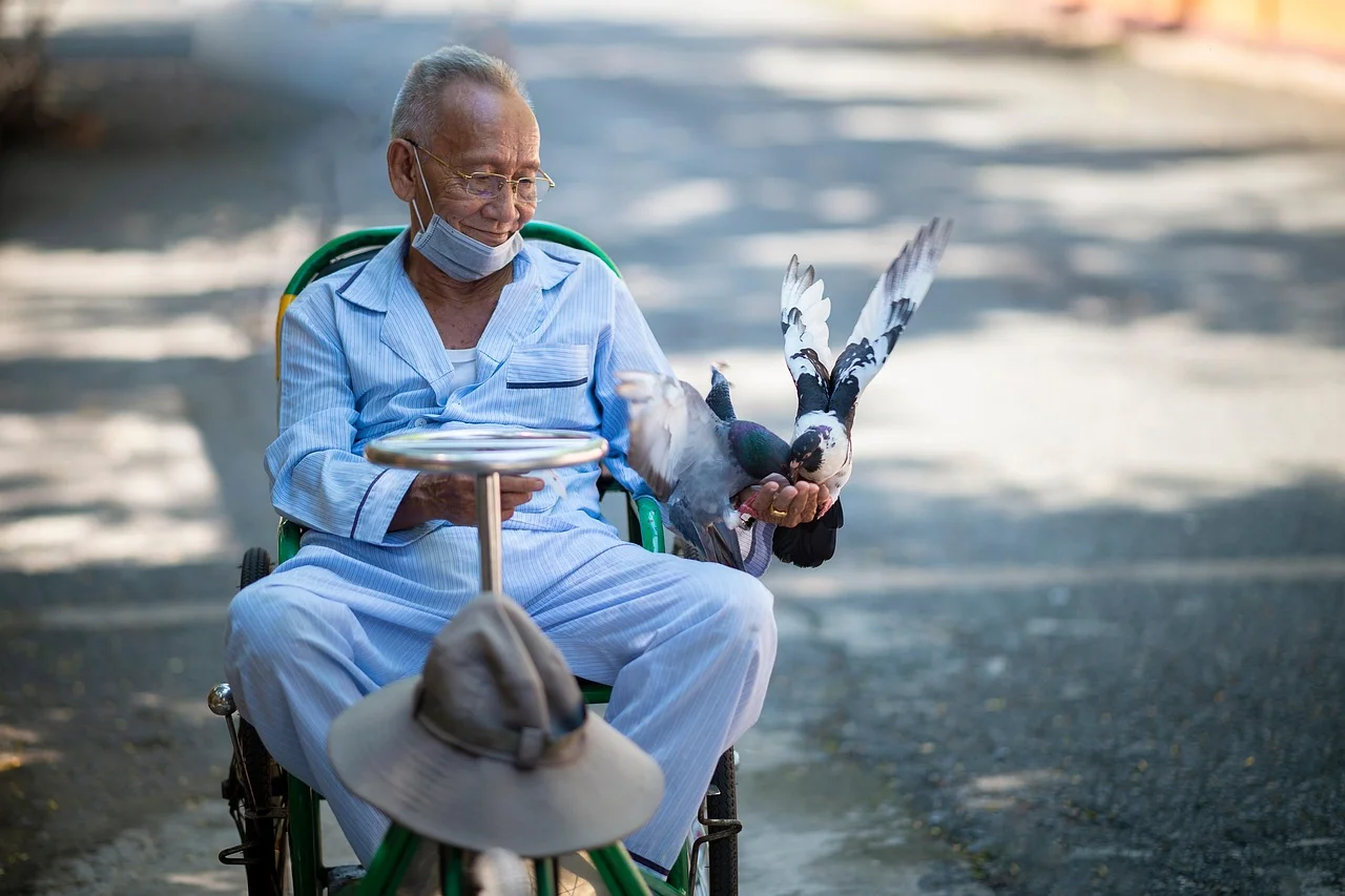 homme, alimentation, des oiseaux